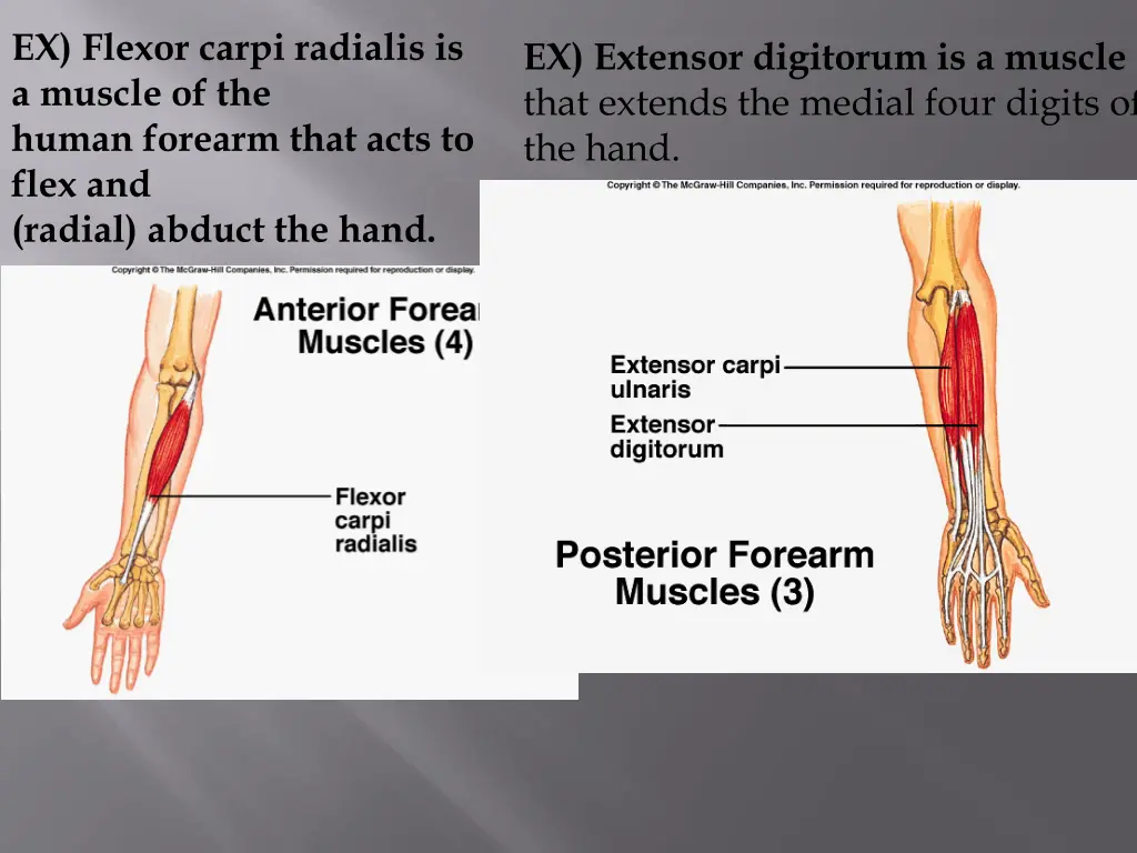 ex flexor carpi radialis is a muscle of the human