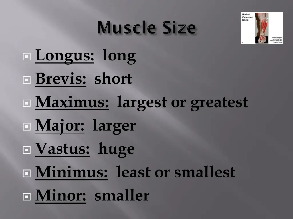 longus long brevis short maximus largest