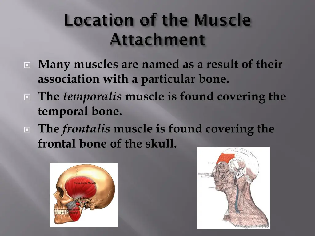many muscles are named as a result of their
