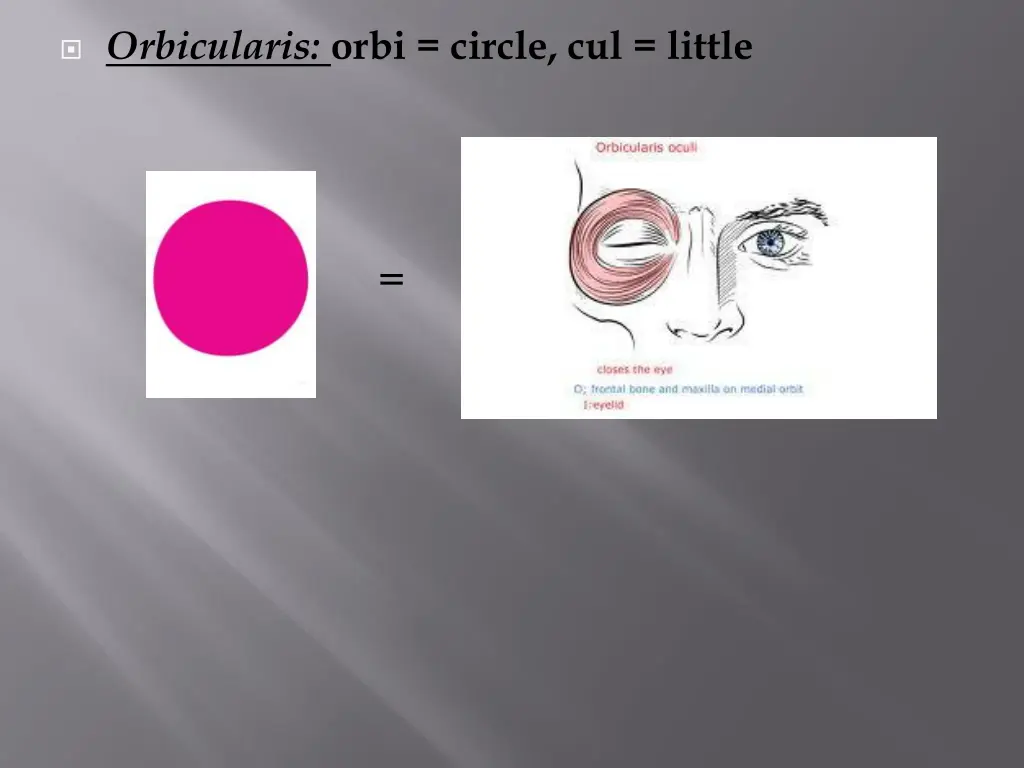 orbicularis orbi circle cul little
