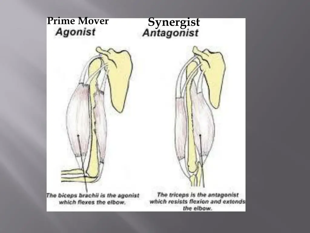 prime mover