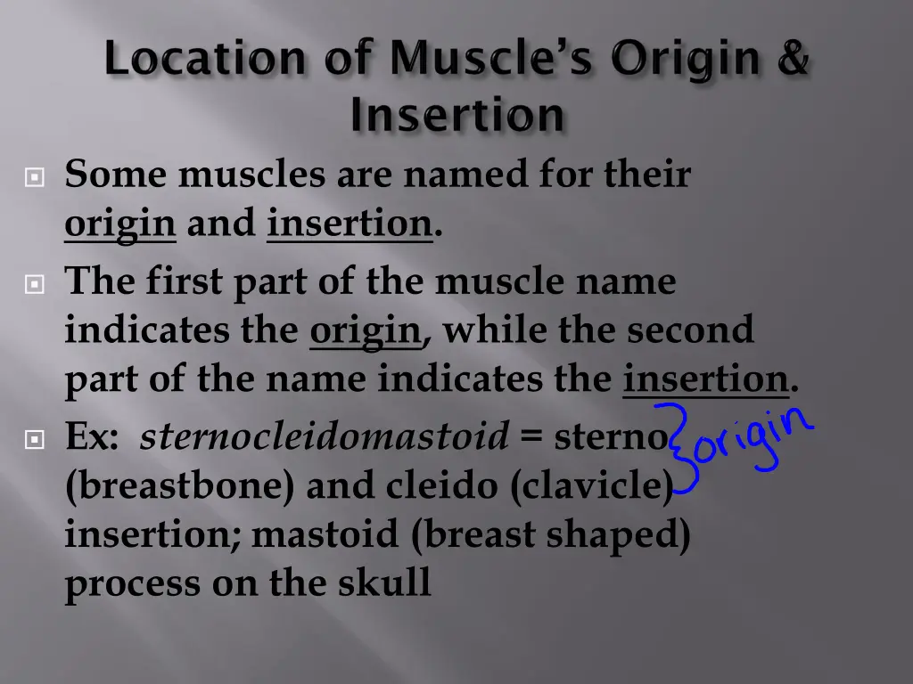 some muscles are named for their origin