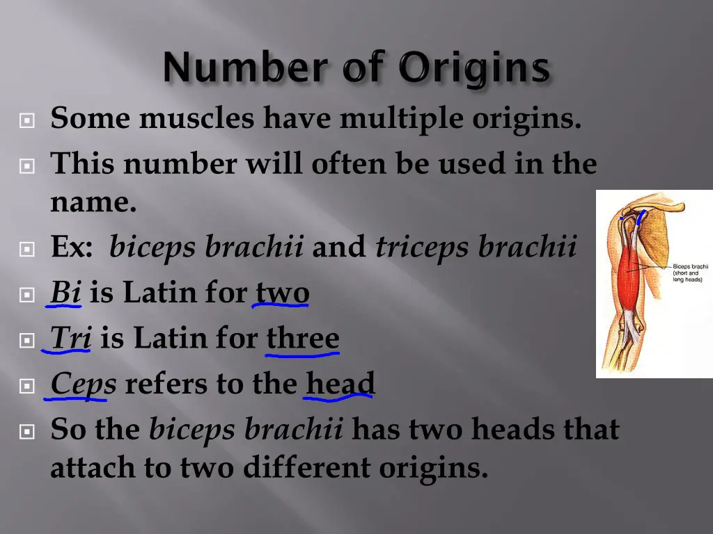 some muscles have multiple origins this number