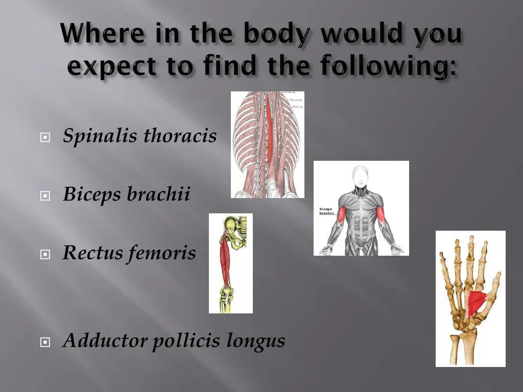 spinalis thoracis