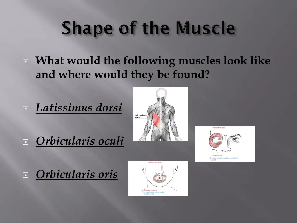 what would the following muscles look like