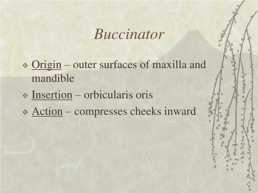buccinator