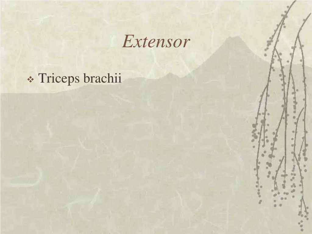 extensor