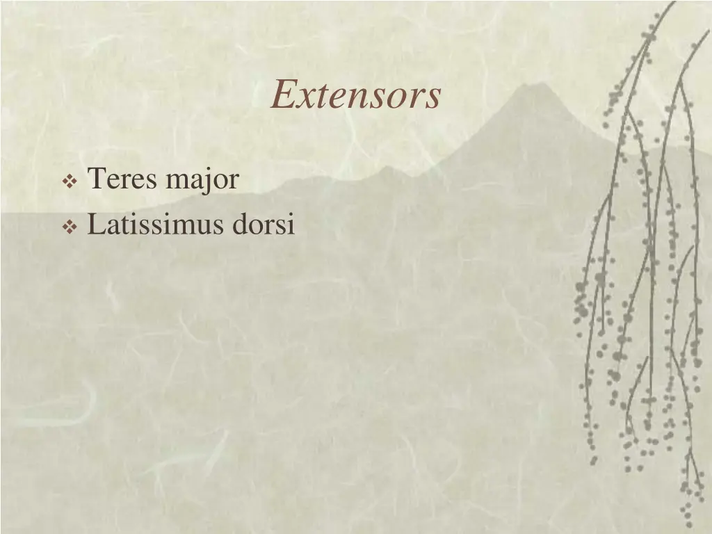 extensors