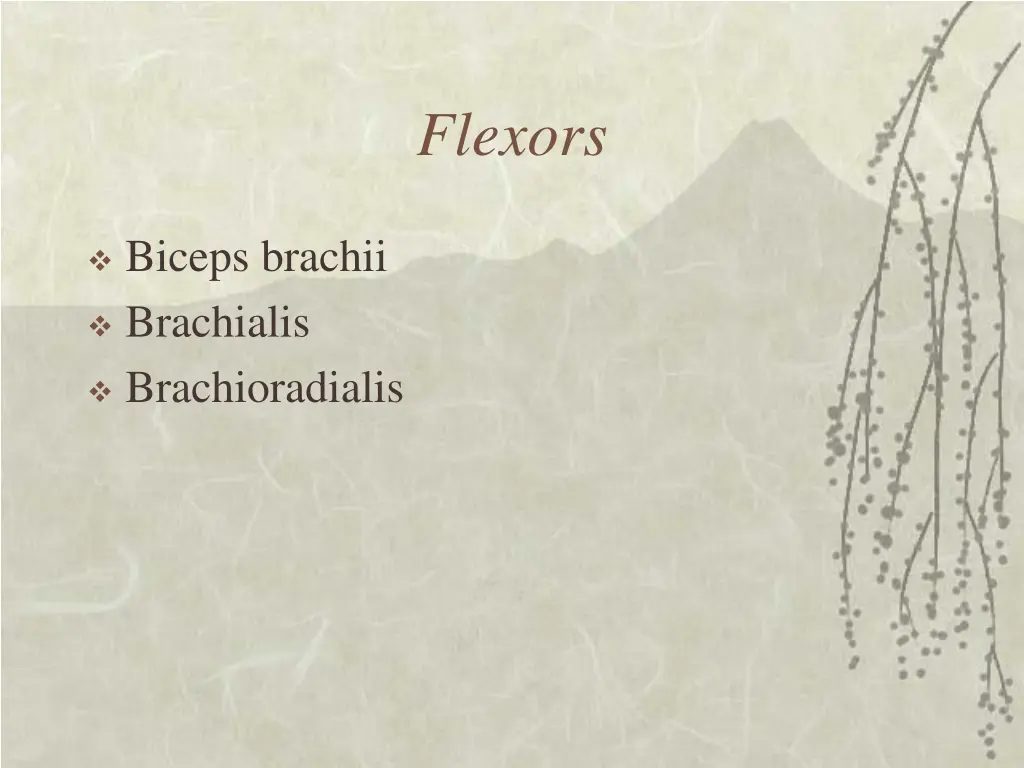 flexors 1