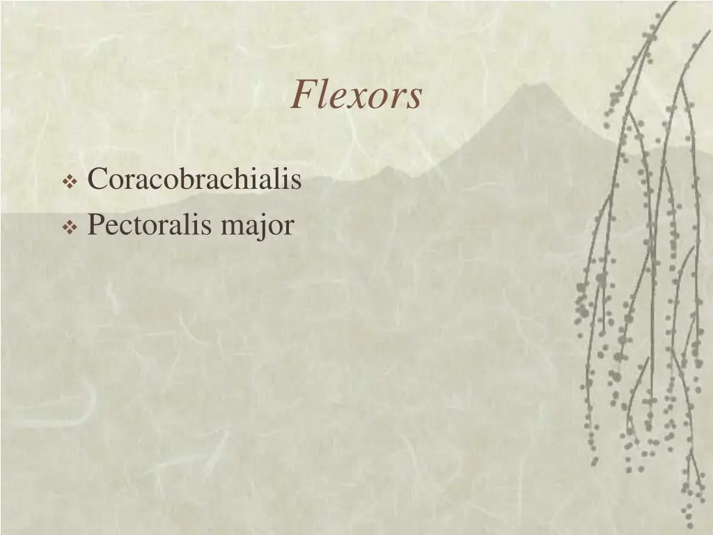 flexors