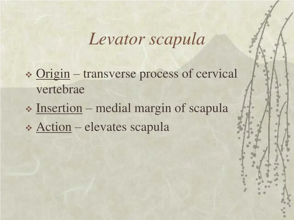 levator scapula