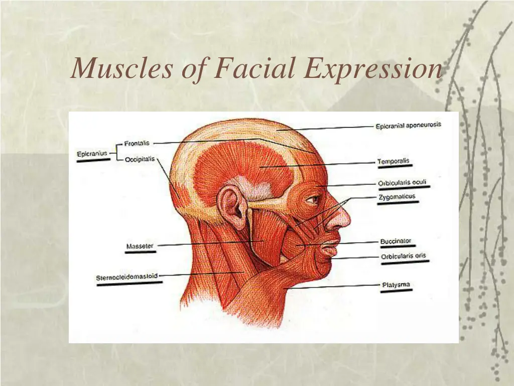 muscles of facial expression