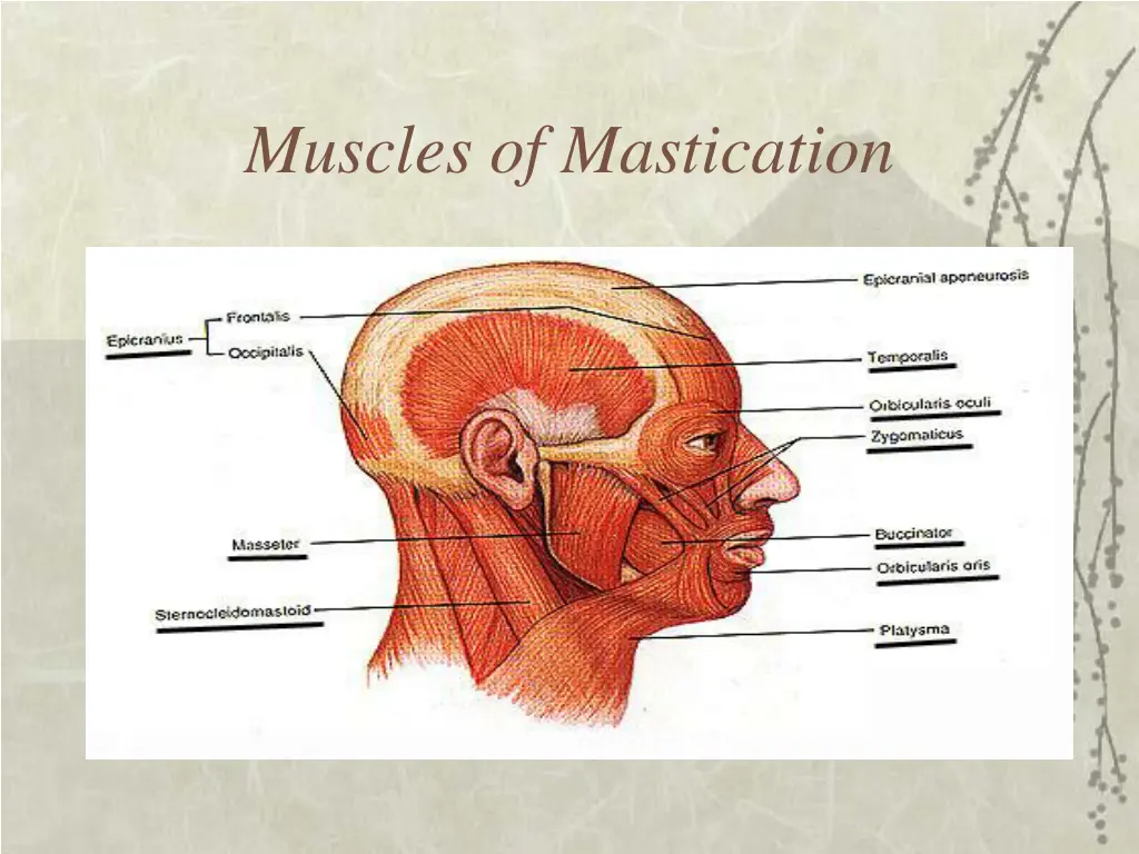 muscles of mastication