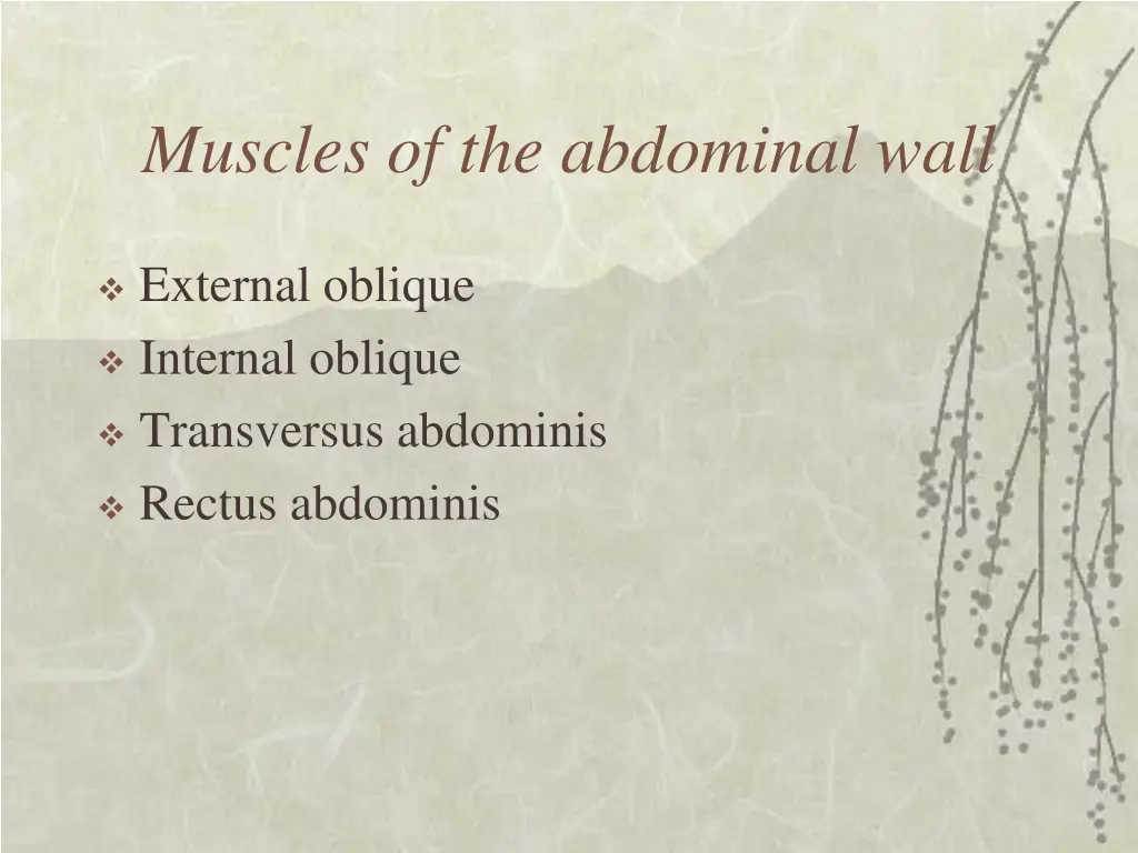 muscles of the abdominal wall