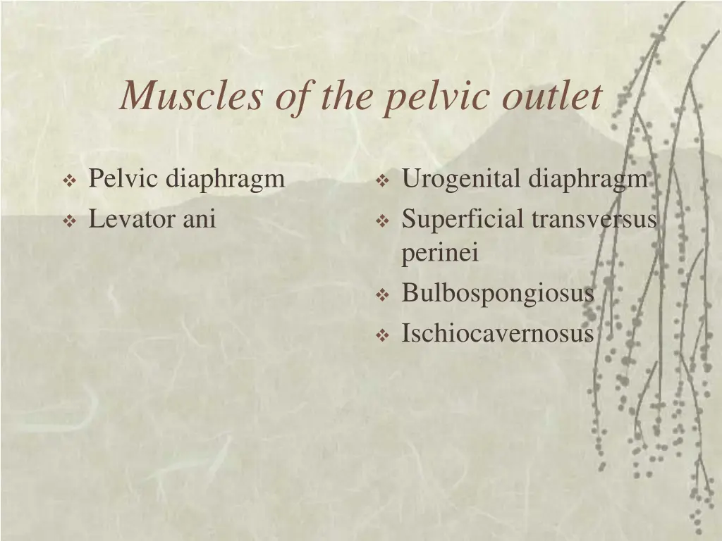 muscles of the pelvic outlet