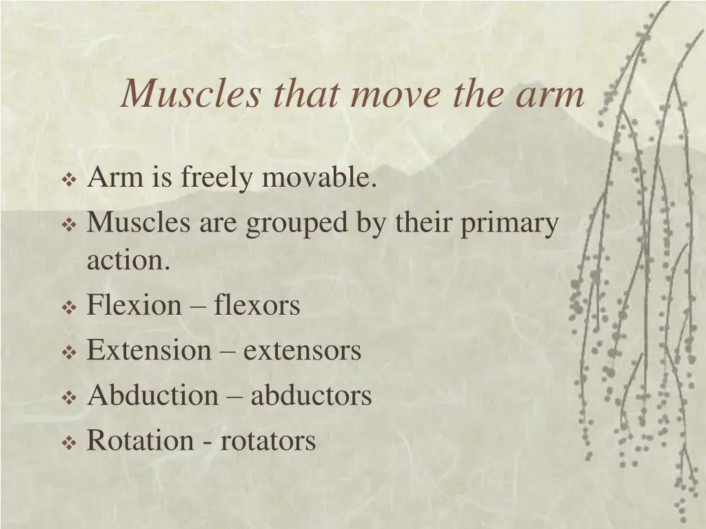 muscles that move the arm