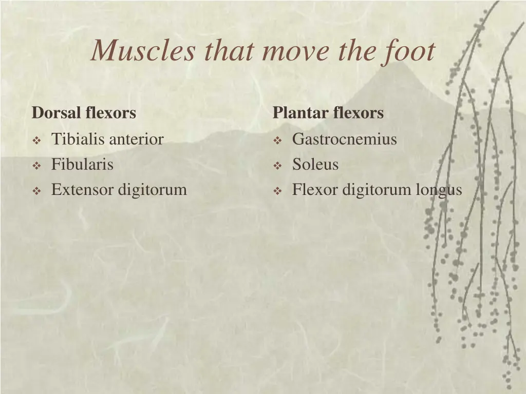 muscles that move the foot
