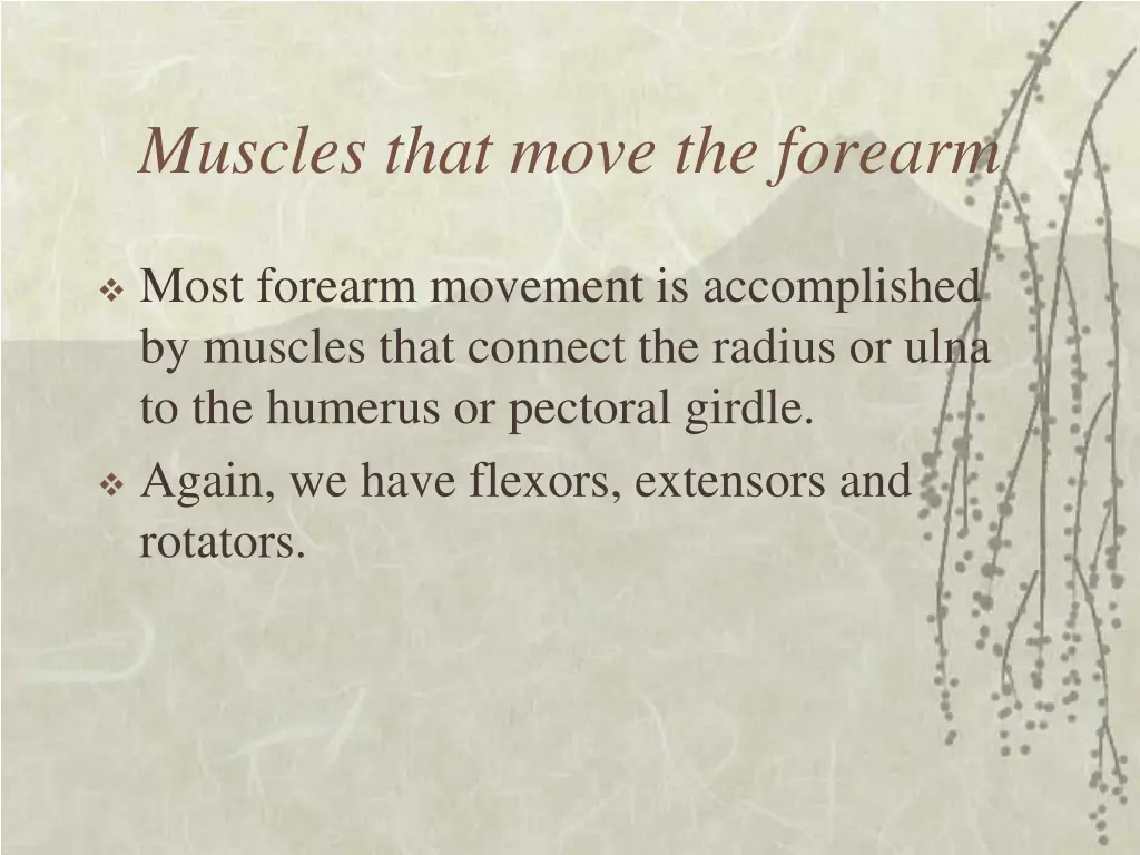muscles that move the forearm