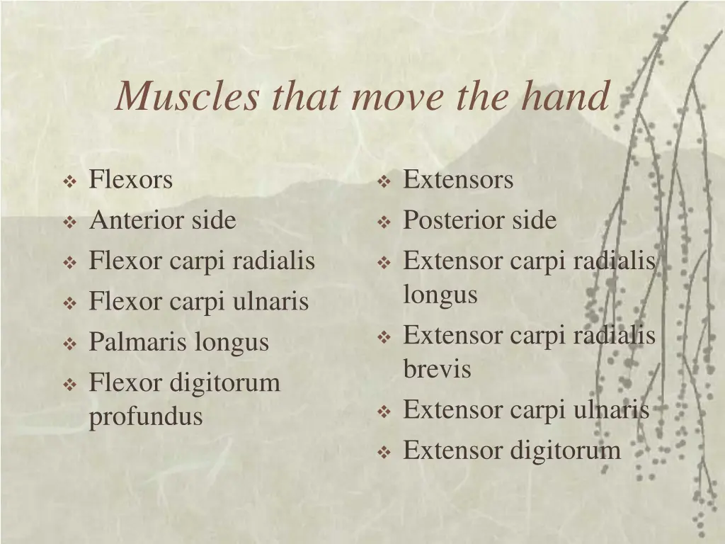 muscles that move the hand