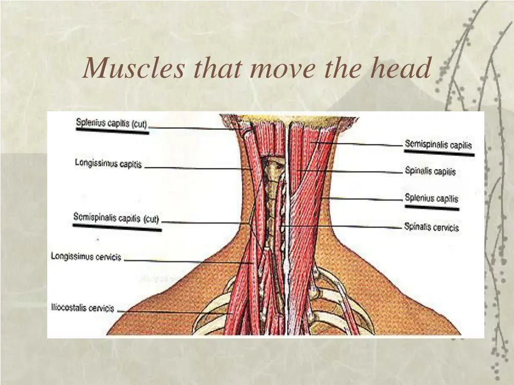 muscles that move the head