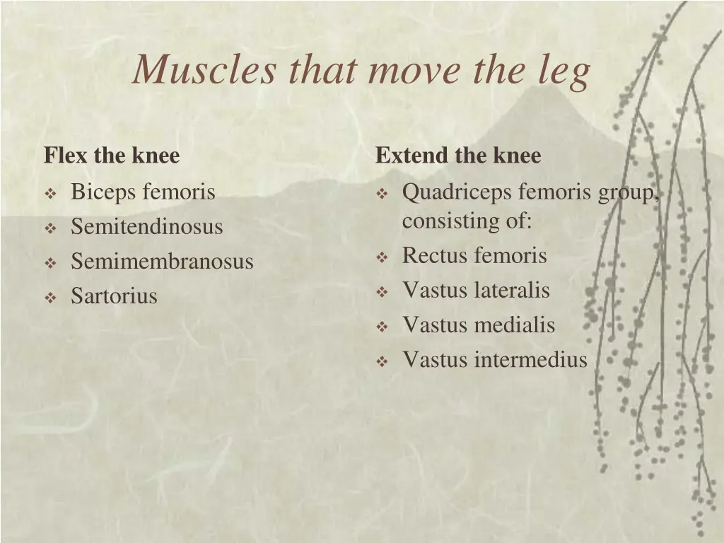 muscles that move the leg
