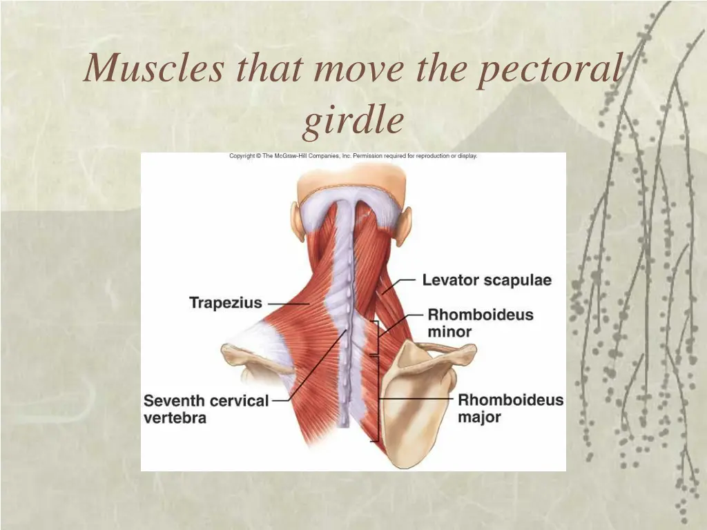 muscles that move the pectoral girdle 1