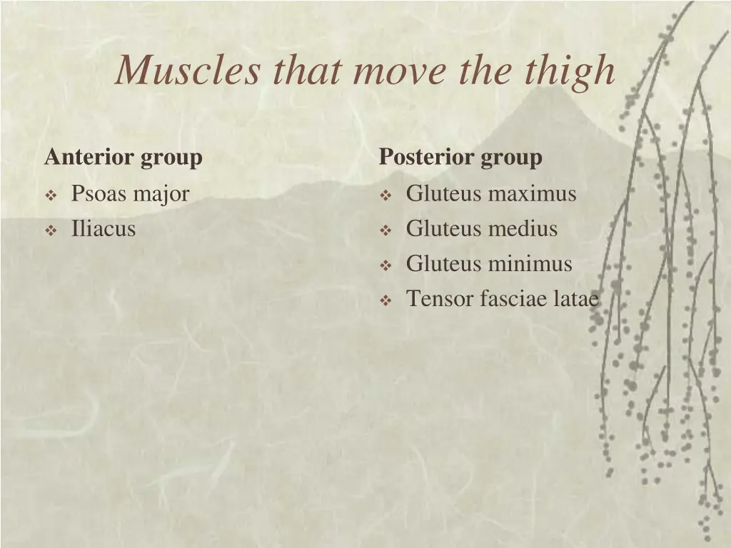 muscles that move the thigh