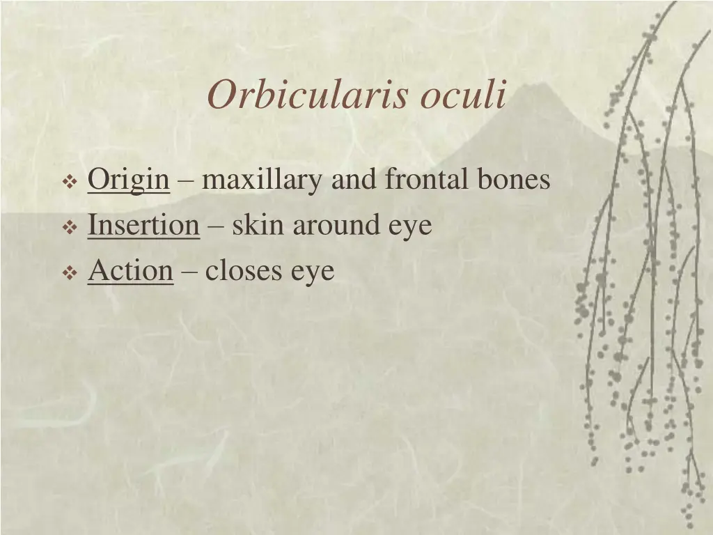 orbicularis oculi