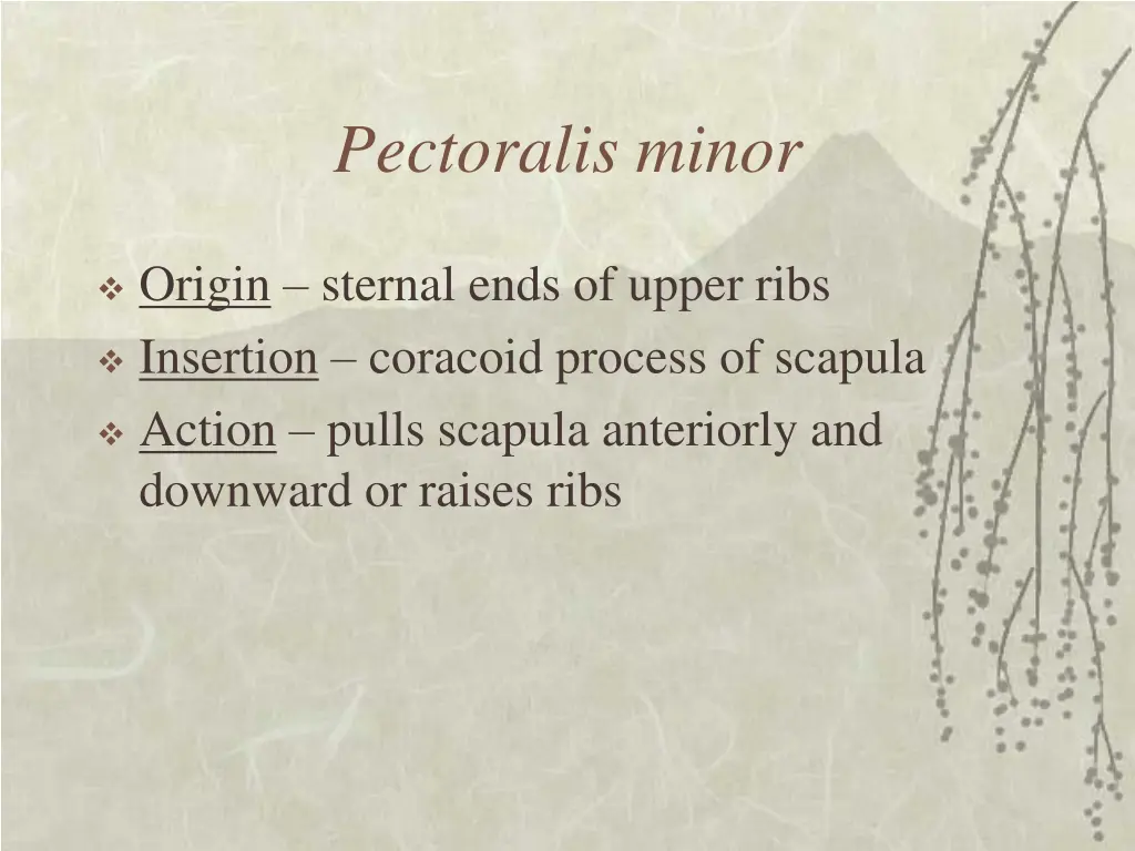 pectoralis minor