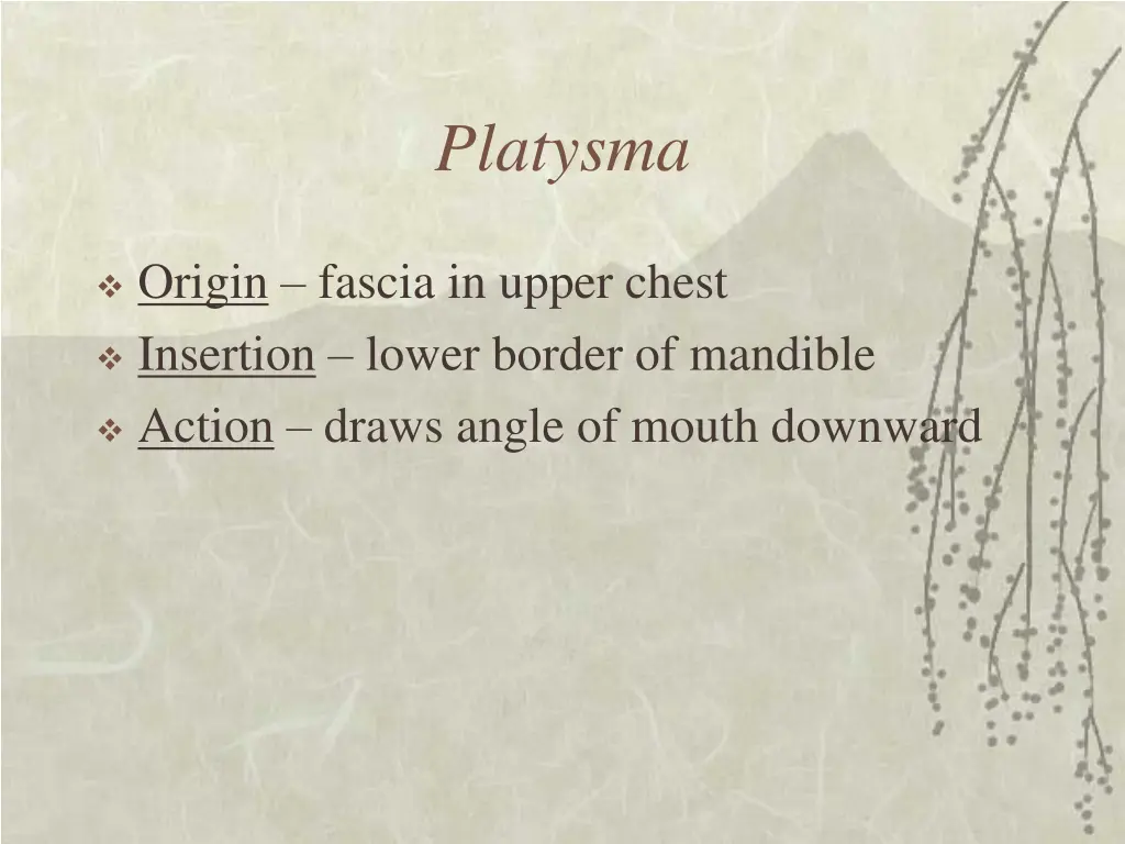 platysma