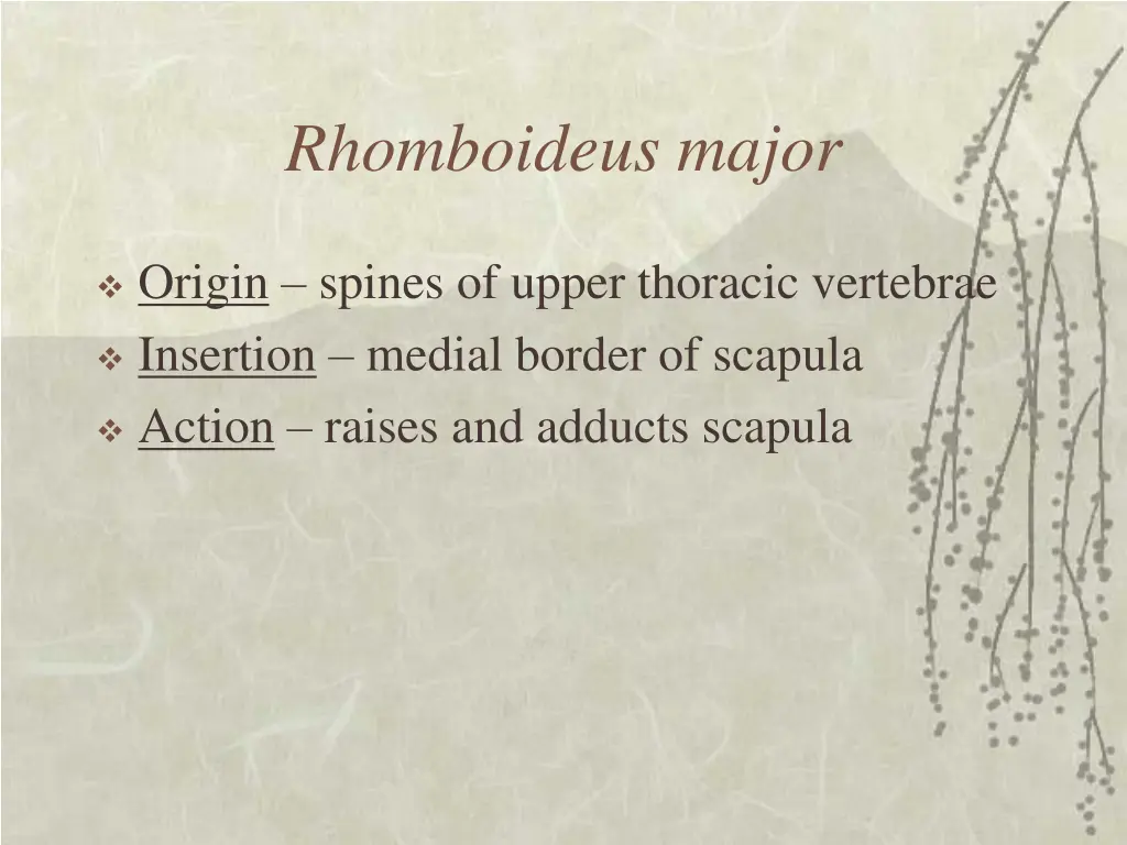 rhomboideus major