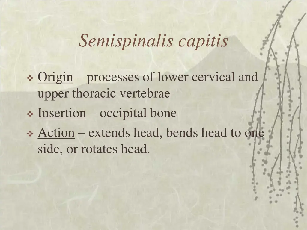 semispinalis capitis