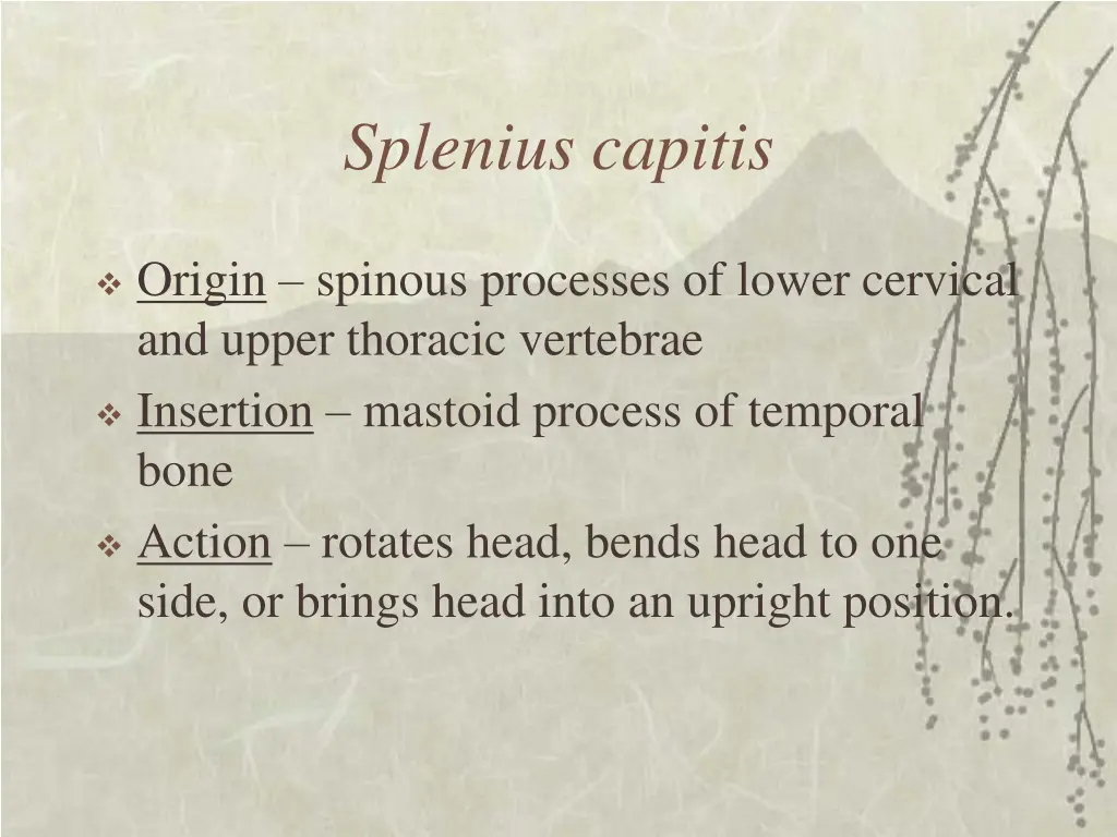 splenius capitis