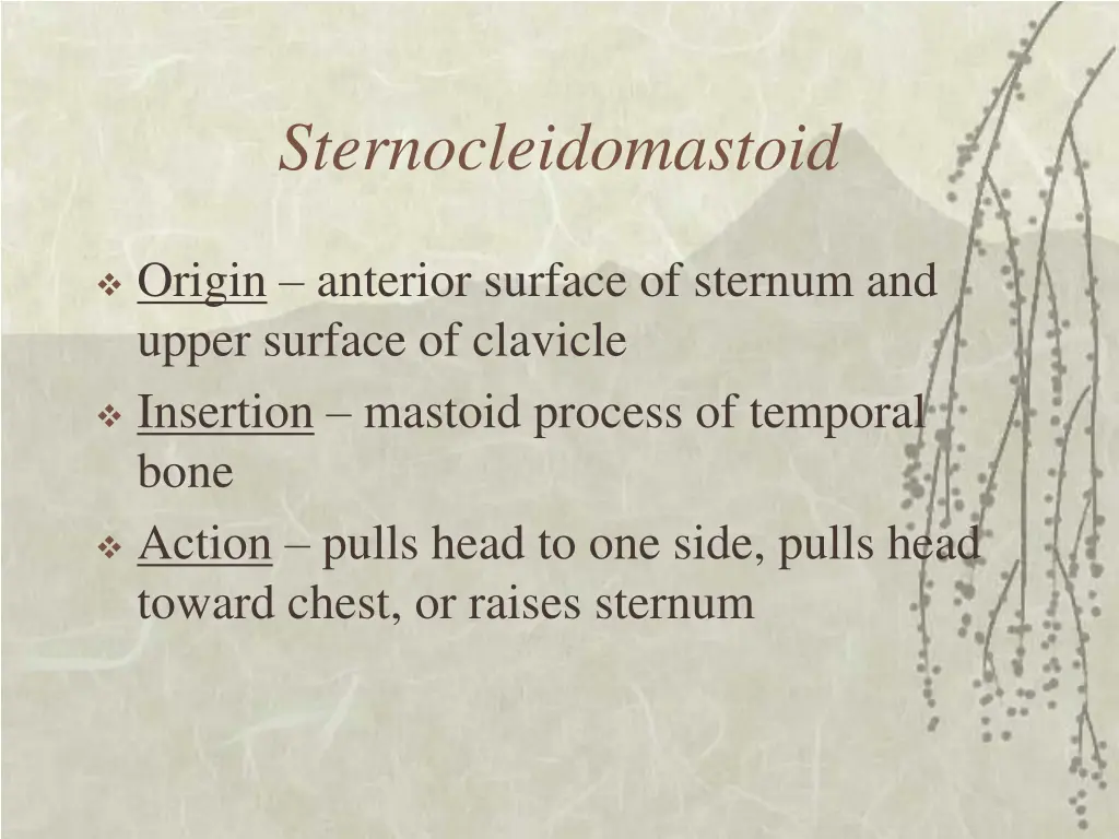 sternocleidomastoid