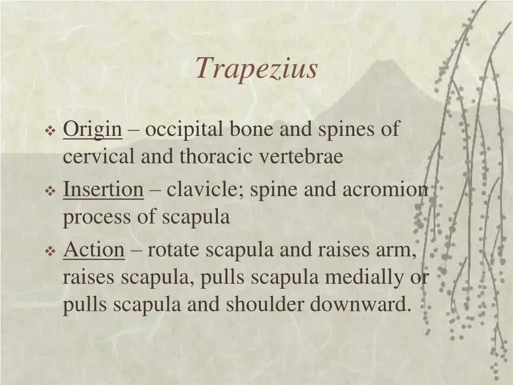 trapezius