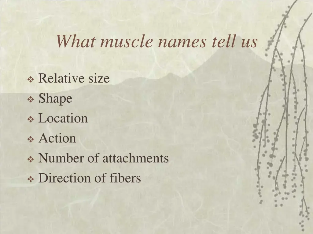 what muscle names tell us