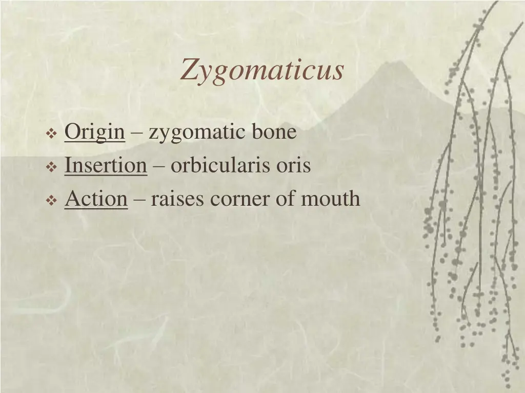 zygomaticus