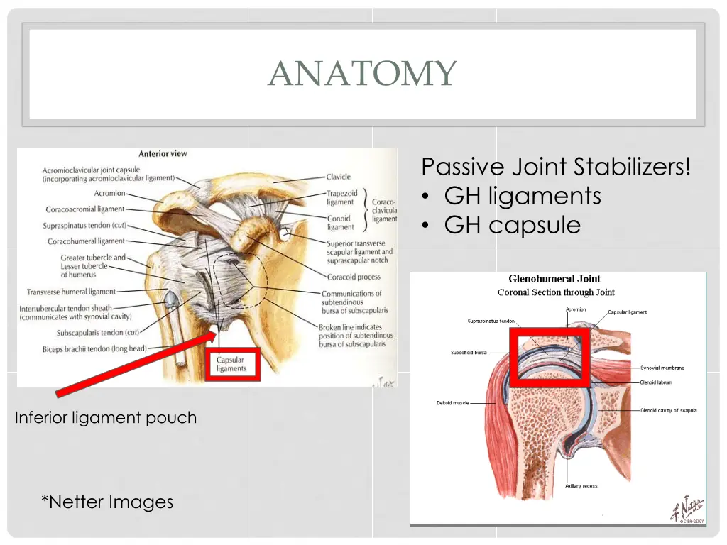 anatomy 2