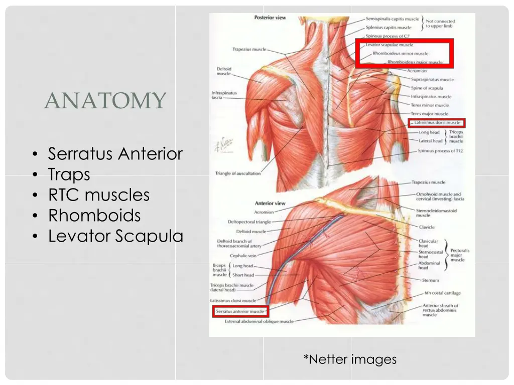 anatomy 3