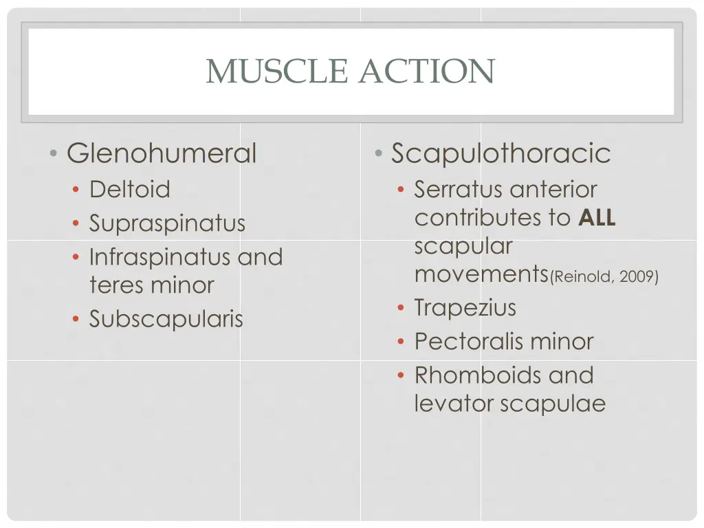 muscle action
