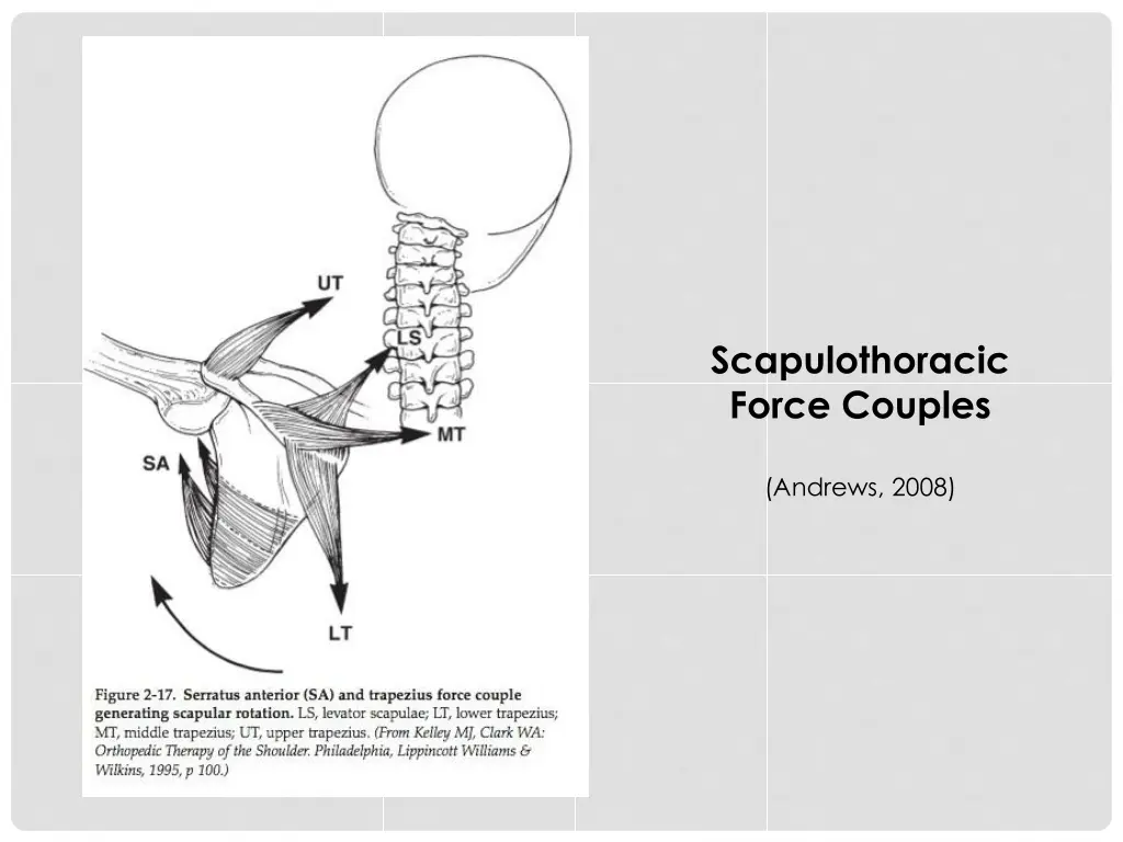 scapulothoracic force couples