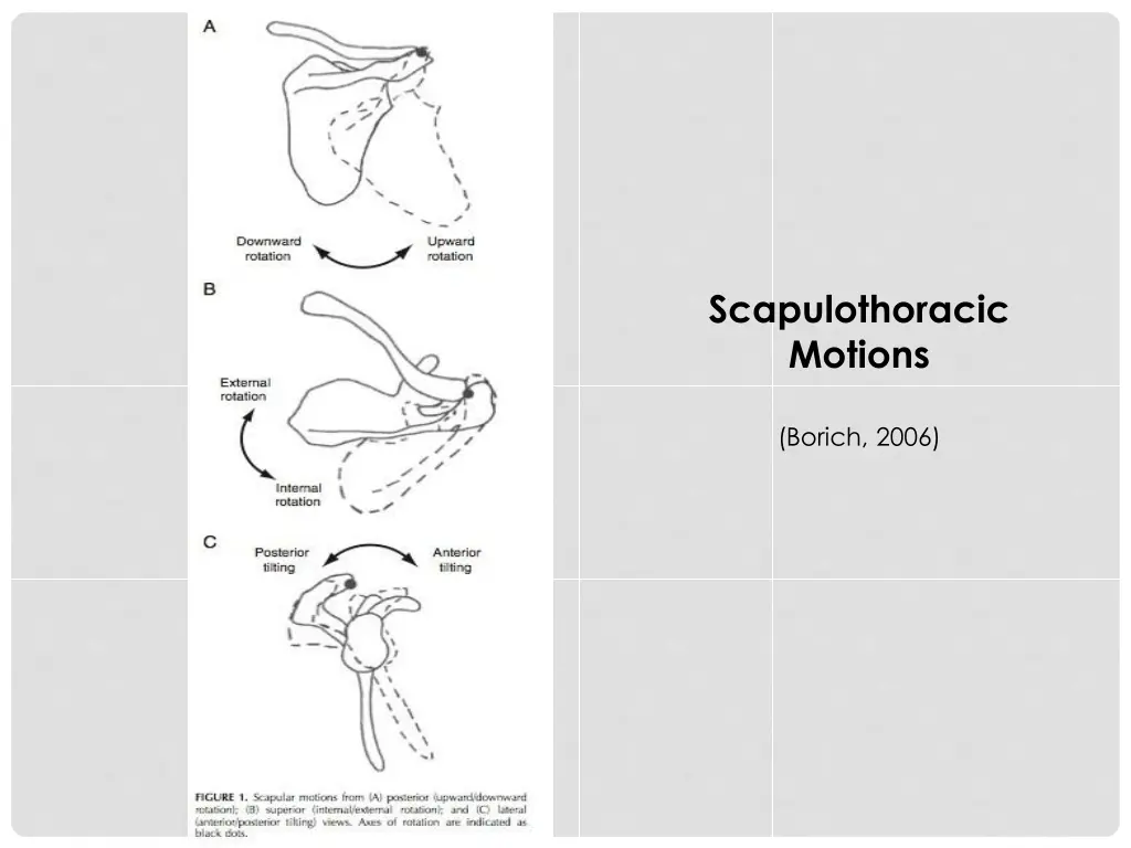 scapulothoracic motions