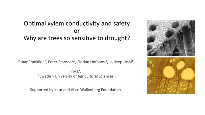optimal xylem conductivity and safety