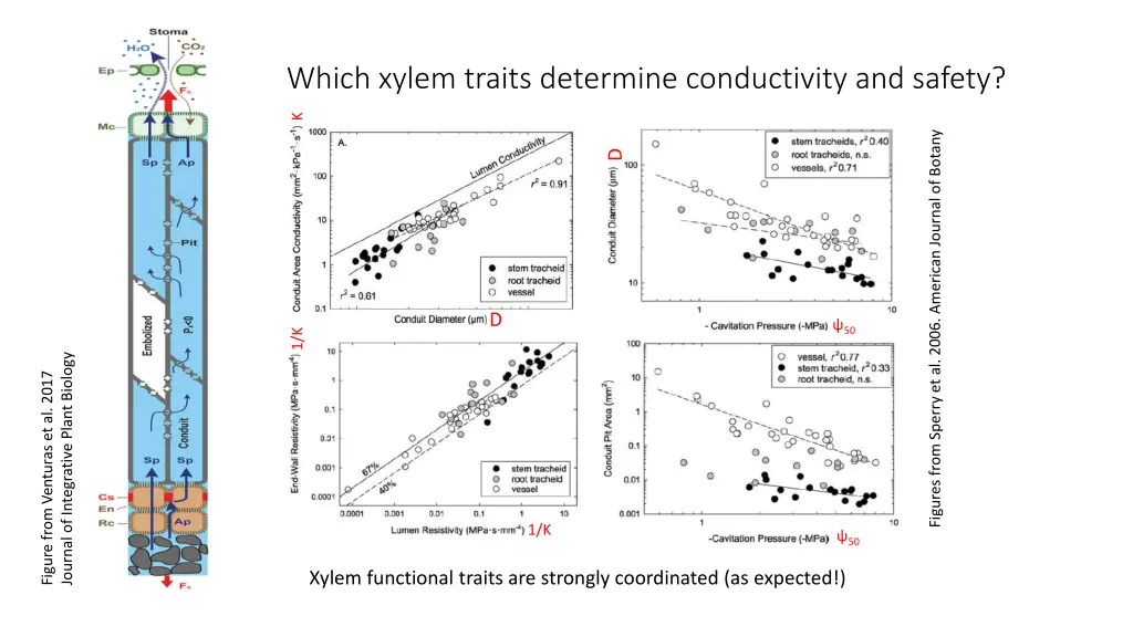 which xylem traits determine conductivity