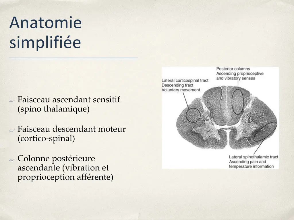 anatomie simplifi e