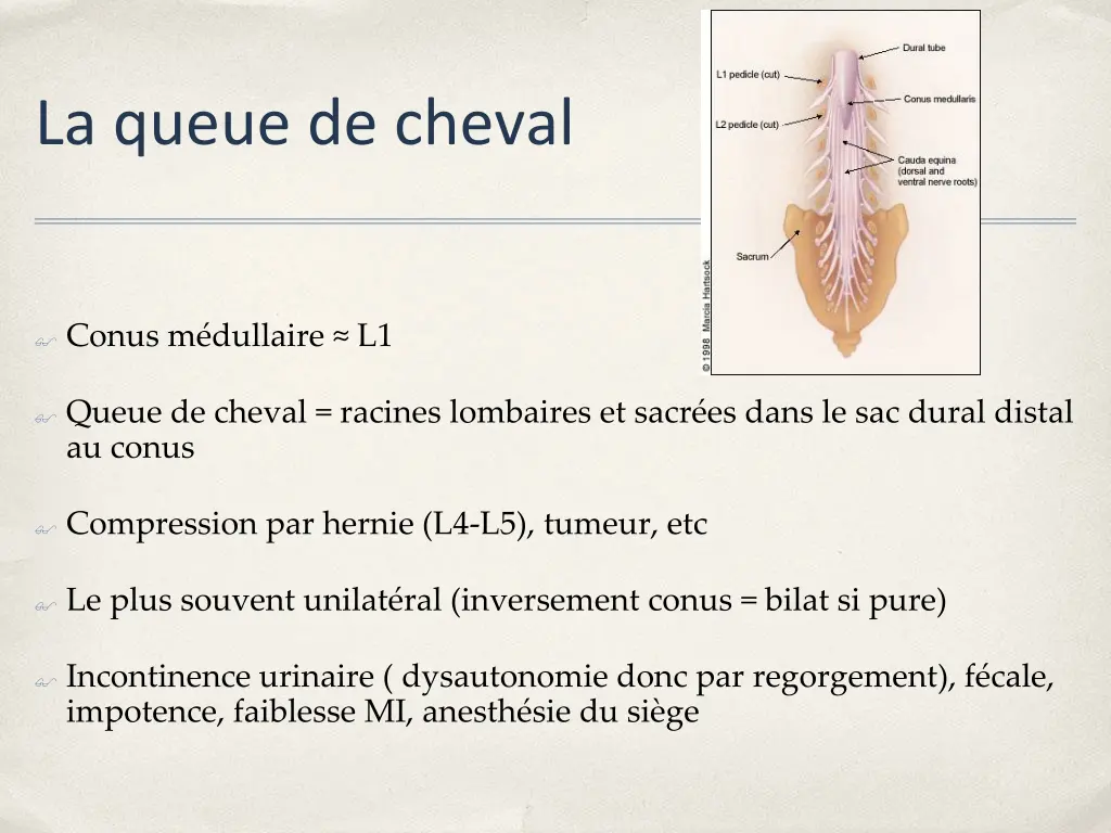 la queue de cheval