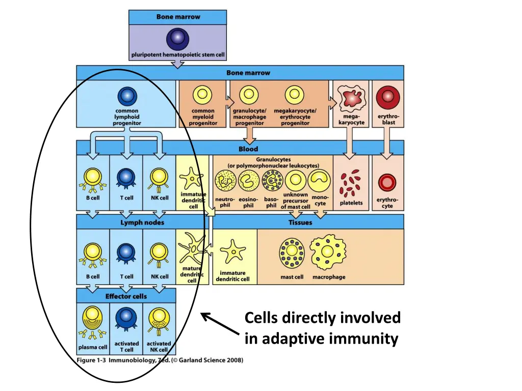 cells directly involved in adaptive immunity