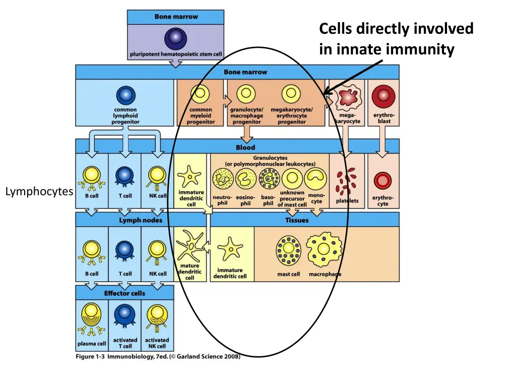 cells directly involved in innate immunity