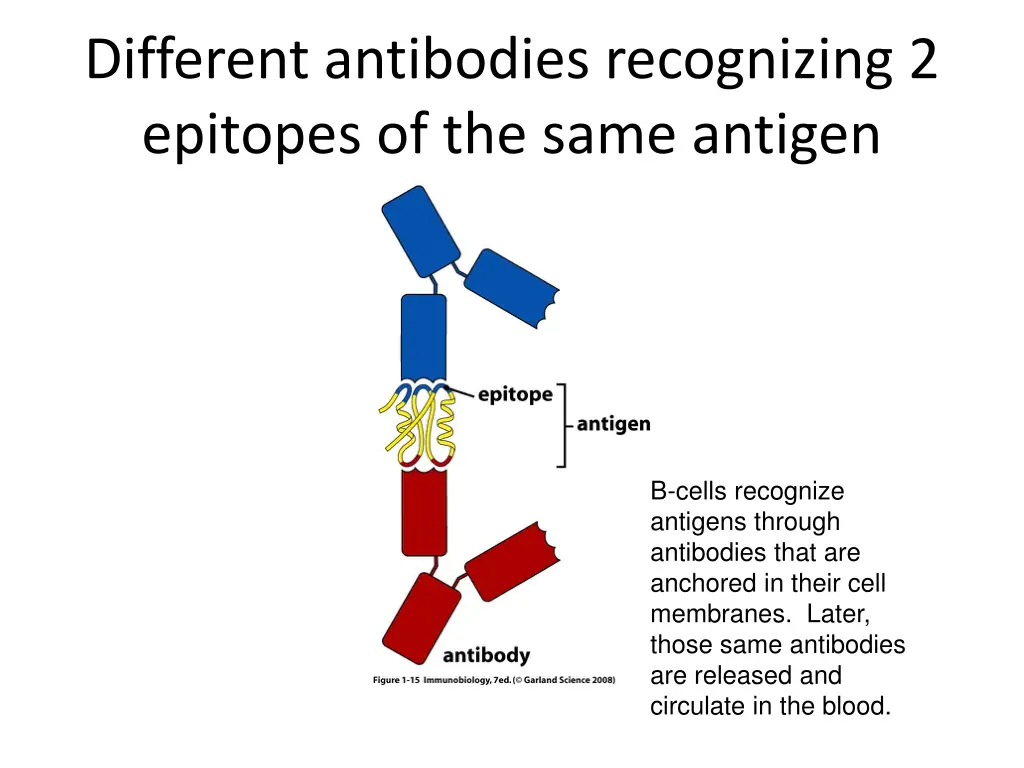 different antibodies recognizing 2 epitopes