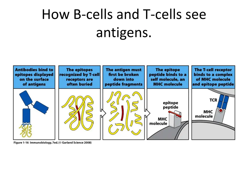 how b cells and t cells see antigens